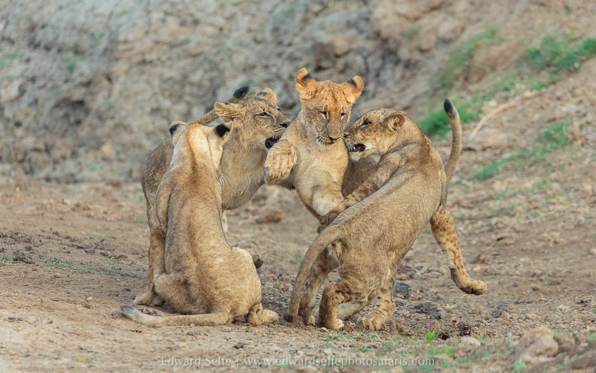 Wildlife image from photo safari with edward selfe in south luangwa national park.