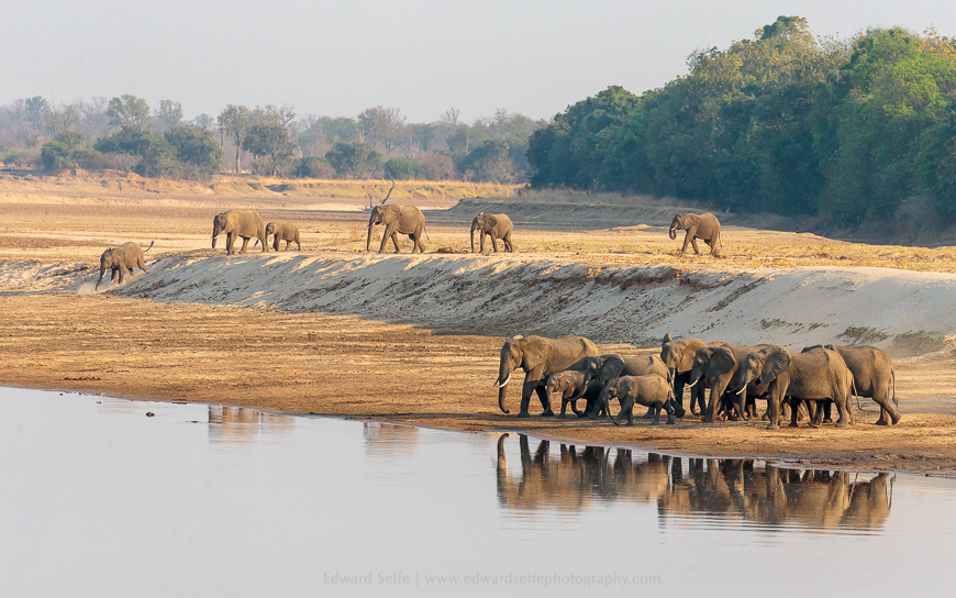 Elephants cross the Lunagwa River in Nsefu Sector.