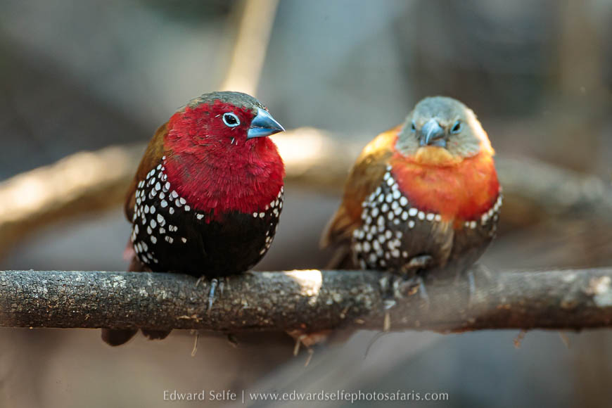 Wildlife image from a photo safari with edward selfe.