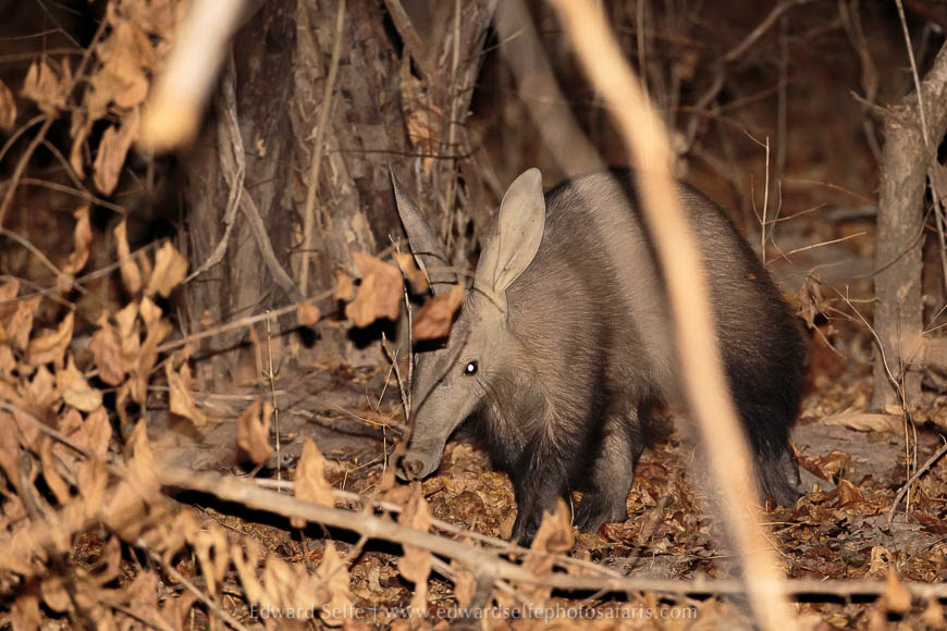 Wildlife image from photo safari with edward selfe in south luangwa national park.