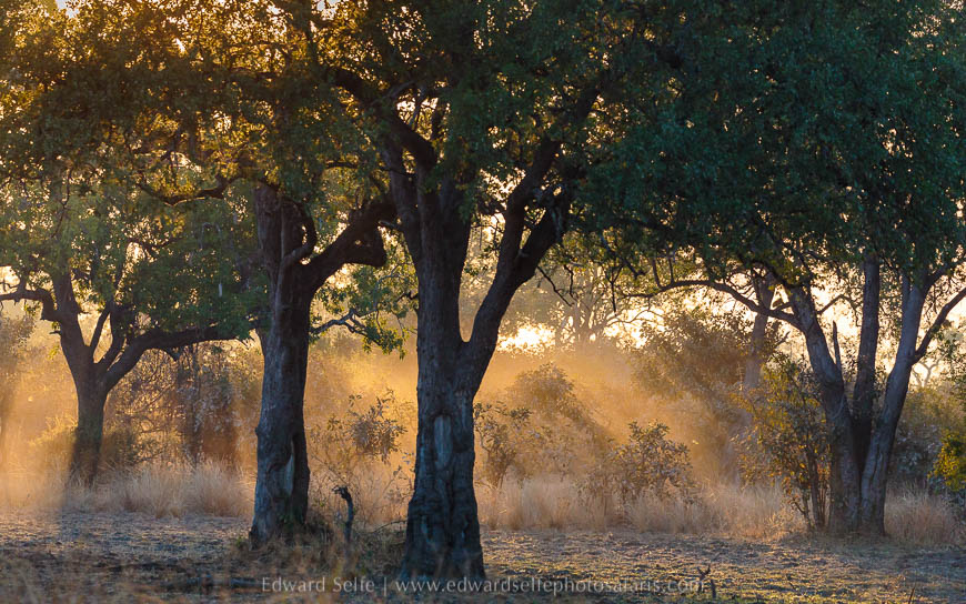 Wildlife image from photo safari with edward selfe in south luangwa national park.