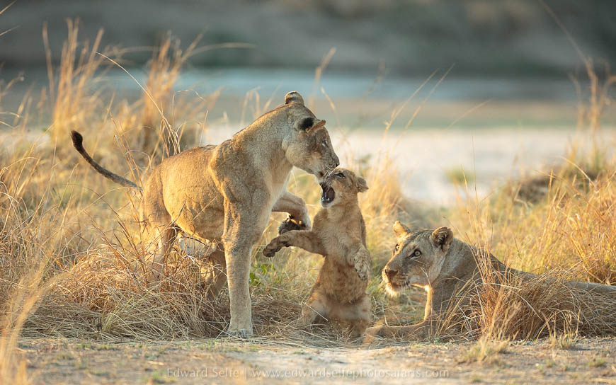 Wildlife image from photo safari with edward selfe in south luangwa national park.