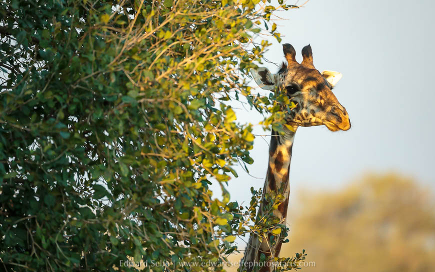 Wildlife image from a photo safari with edward selfe.