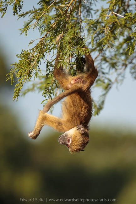 Wildlife image from photo safari with edward selfe.