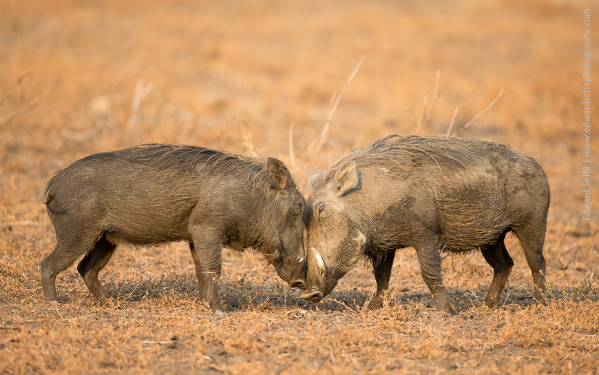 A rarely-seen moment of tenderness between a female warthog and her piglet (wartlet?)