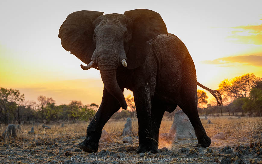 Wildlife image from photo safari with edward selfe.