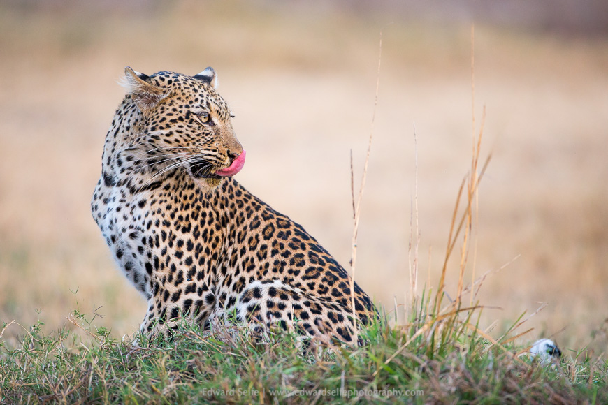 An irritated leopard licks her lips after losing her kill to an opportunistic hyaena.