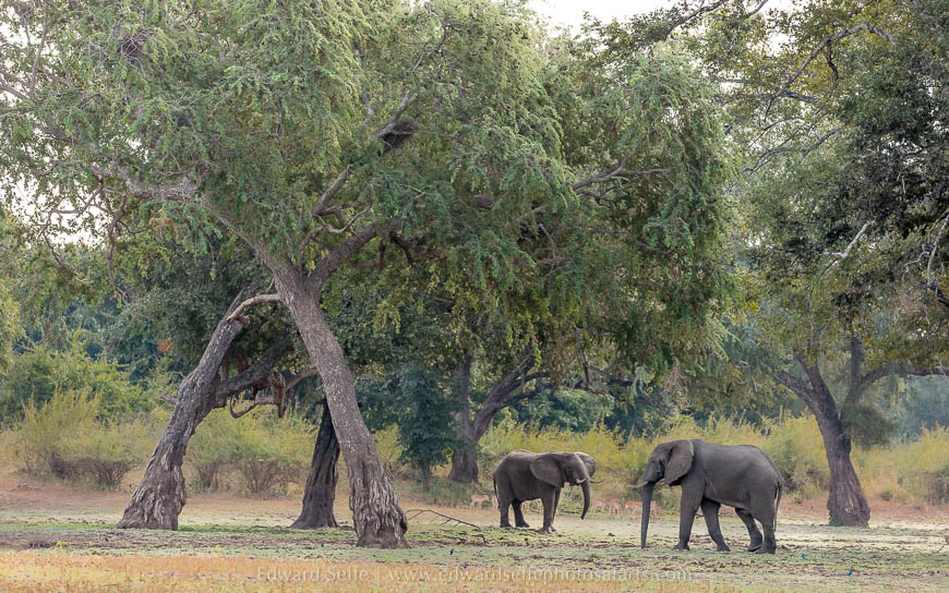 Wildlife image from photo safari with edward selfe in south luangwa national park.