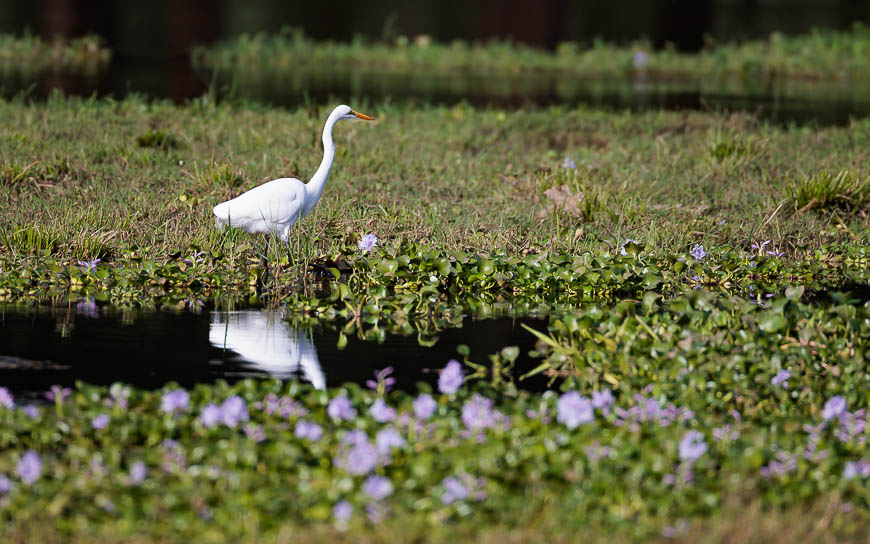 Images of wildlife from photo safari with edward selfe in zambia.