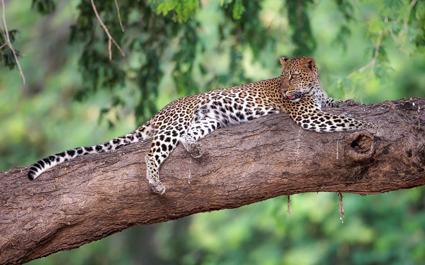 Images of wildlife from photo safari with edward selfe in zambia.