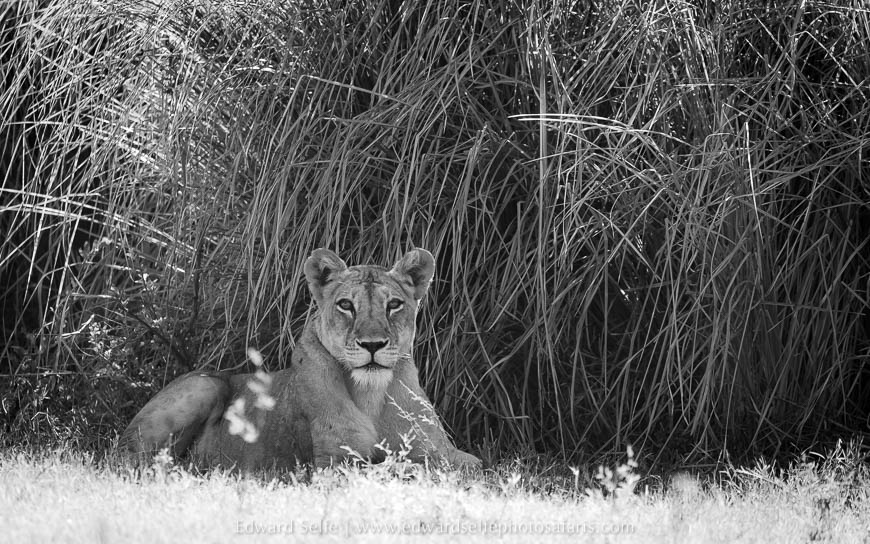 Wildlife image from photo safari with edward selfe in lower zambezi national park.