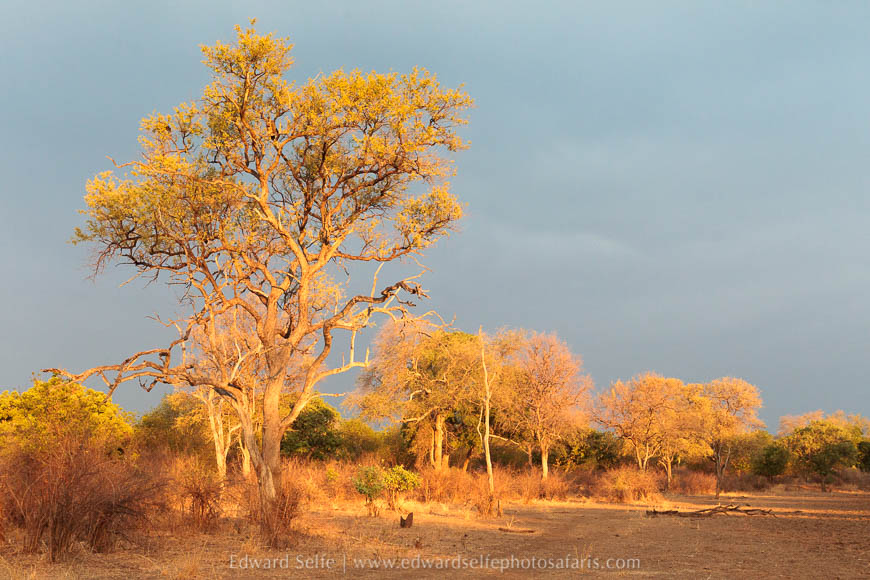 Wildlife image on photo safari with edward selfe in south luangwa national park.