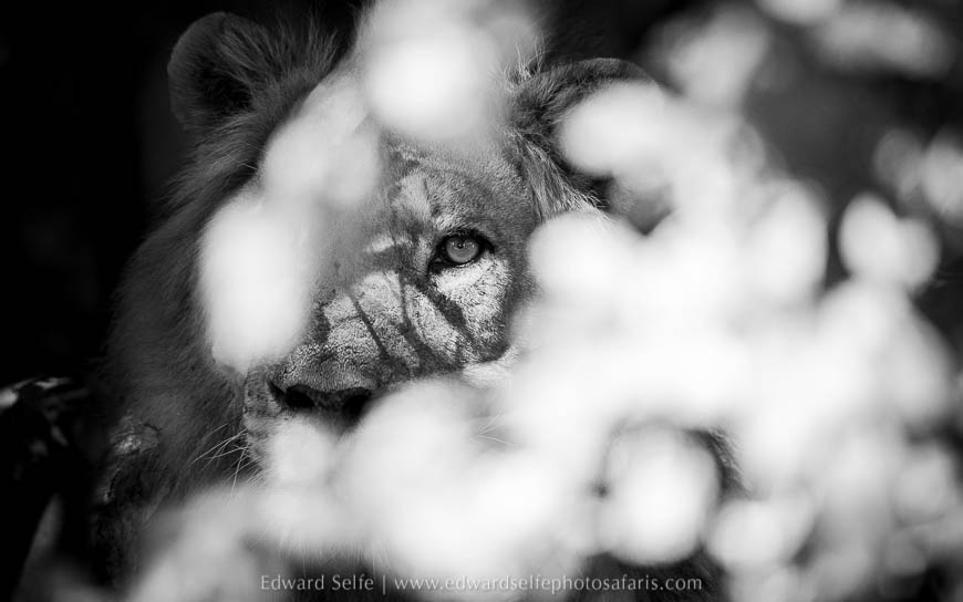 A large male lion hides in the bushes on photo safari south luangwa national park.