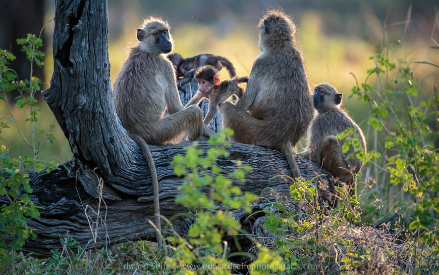 Wildlife image from photo safari with edward selfe.