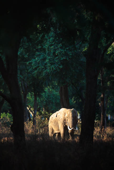 Images of wildlife from photo safari with edward selfe in zambia.