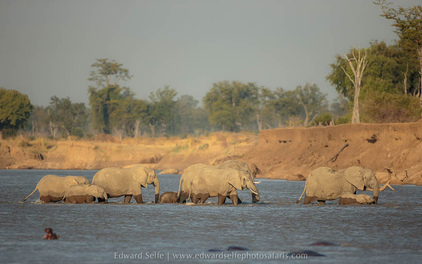 Elephant river crossing on photo safari in south luangwa national park.