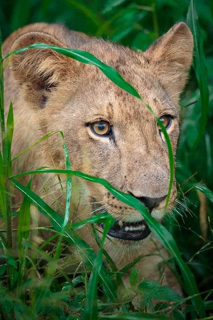 A young lion emerges from long grass in the South Luangwa, Zambia.
