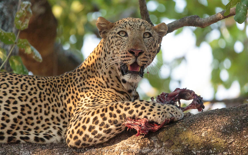 Leopard feeding in a tree on photo safari with edward selfe south luangwa national park.