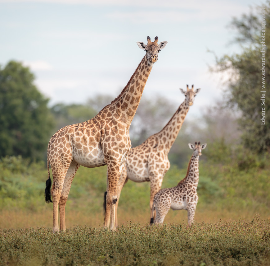 Three Thornicrofts Giraffes watch the photographer in South Luangwa National Park, Zambia