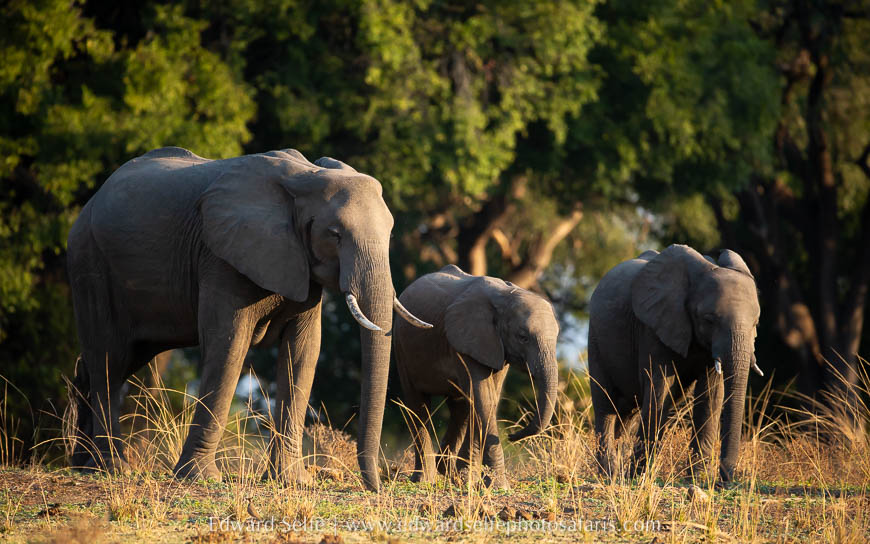 Wildlife image from photo safari with edward selfe.