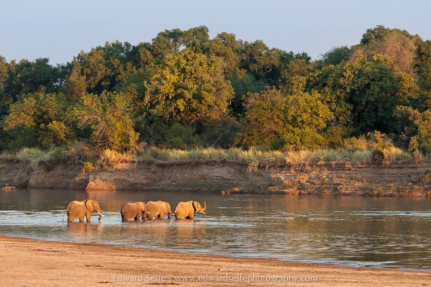 Elephants crossing the river on photo safari in South Luangwa National Park.