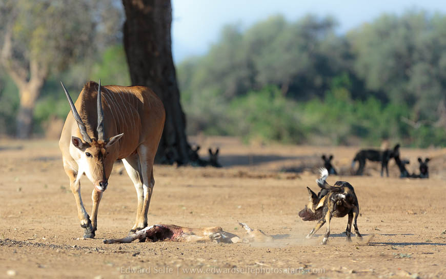 Wildlife image from photo safari with edward selfe safaris.