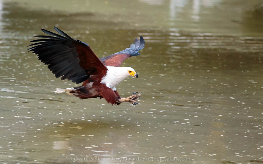 Wildlife image from photo safari with edward selfe.