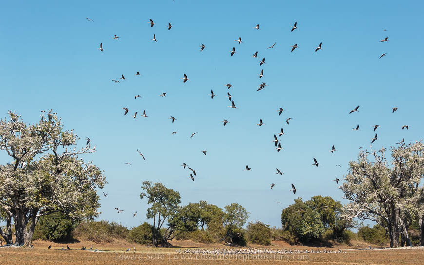 Wildlife image from photo safari with edward selfe in south luangwa national park.