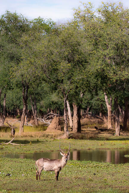 Images of wildlife from photo safari with edward selfe in zambia.