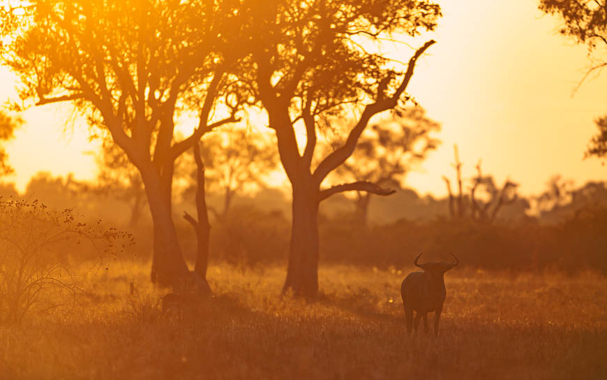 Images of wildlife from photo safari with edward selfe in the south luangwa np.