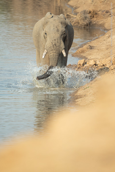 Elephant bull in the Luangwa River in South Luangwa