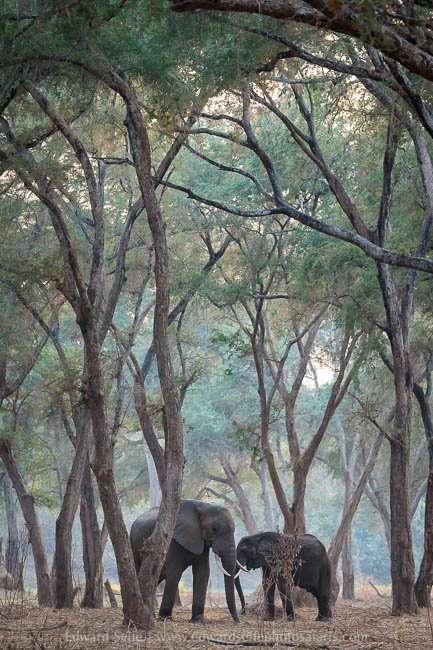 Wildlife image from a photo safari with edward selfe.