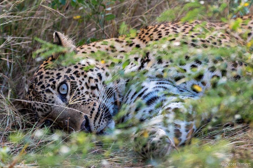 A snoozing leopard behind the leaves in South Luangwa National Park.