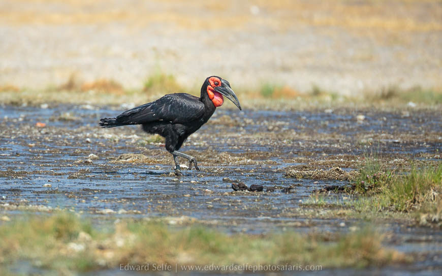 Wildlife image from photo safari with edward selfe in south luangwa national park.