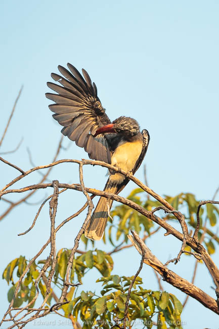 Wildlife image from a photo safari with edward selfe.