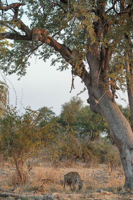 A female leopard and her cub feed on an impala carcass photo safari in south luangwa national park.