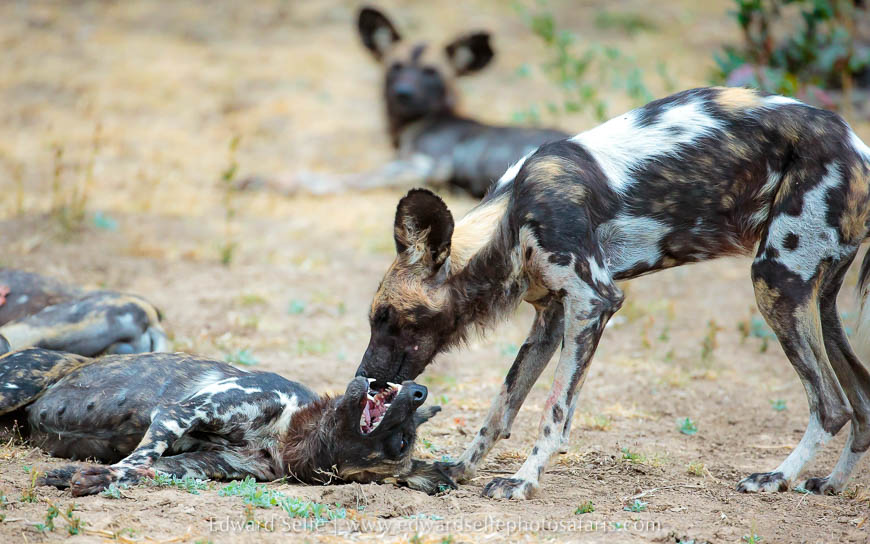 Wildlife image from photo safari with edward selfe.