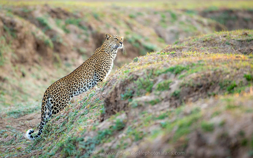 Wildlife image from photo safari with edward selfe in south luangwa national park.