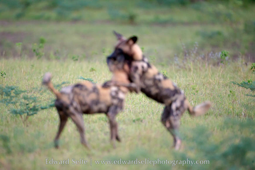 Wild dogs playing in South Luangwa National Park