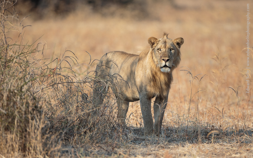 A sub-adult male lion peers at us over a bush in South Luangwa, after feeding on a carcass nearby.