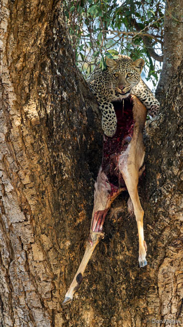 Wildlife image by don magin from a photo safari in zambia and zimbabwe with edward selfe.