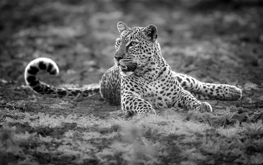 Images of wildlife from photo safari with edward selfe in south luangwa.