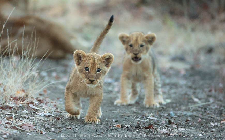 Lion cubs play together on photo safari in south luangwa national park.