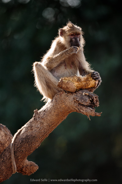 A female baboon feeds on a sausage fruit in South Luangwa National Park