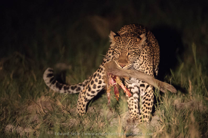 Leopard carrying baboon on photo safari with edward selfe in south luangwa national park.