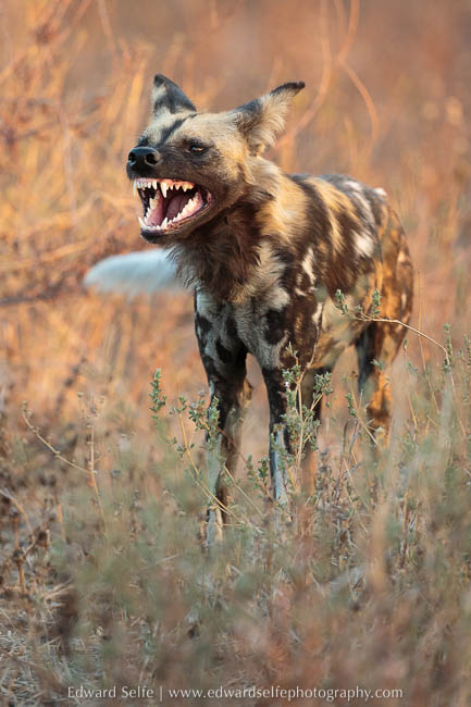 A wild dog yawns as he rises on photo safari in south luangwa national park.