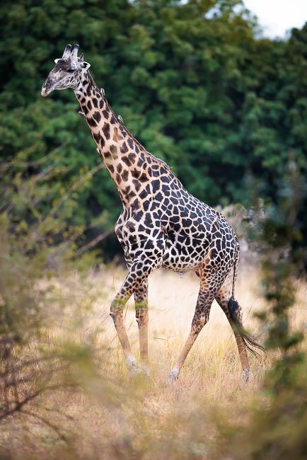 Images of wildlife from photo safari with edward selfe in the nsefu sector.