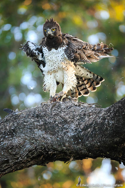 Wildlife image by edward selfe to illustrate the importance of a good background in shot.