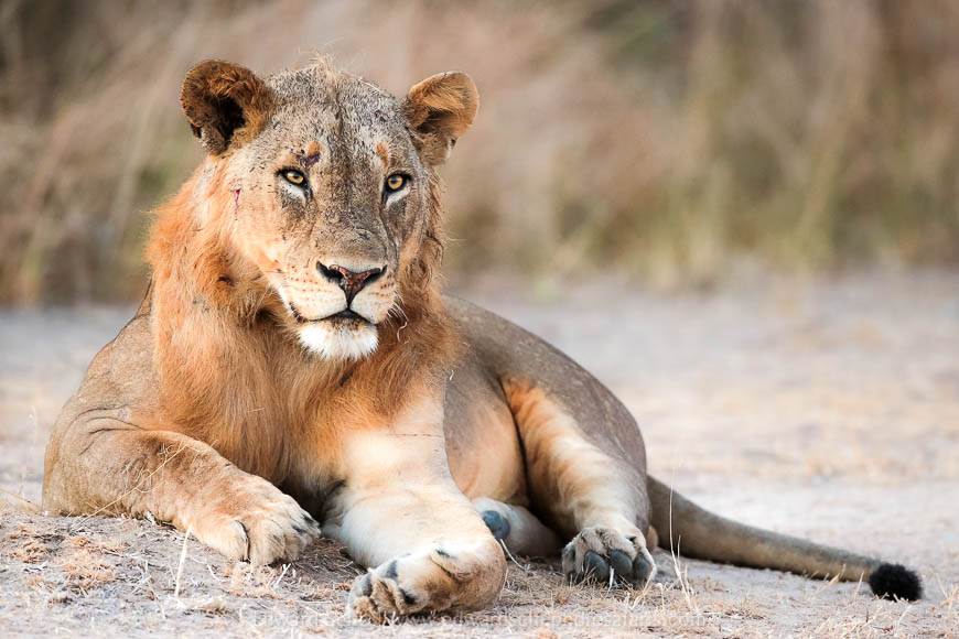 Wildlife image from photo safari with edward selfe in south luangwa national park.