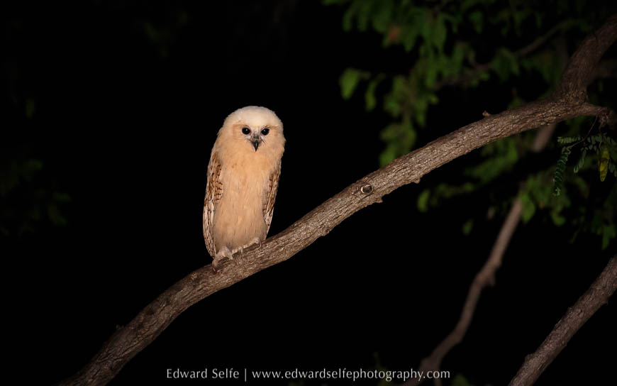 A Pels Fishing Owl on safari in South Luangwa National Park